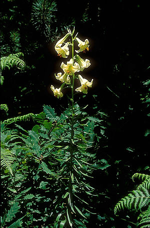 Lilien: Beschreibung, Verbreitung und Standorte, Gefährdung und Status