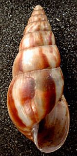 <i>Limicolaria aurora</i> Species of gastropod