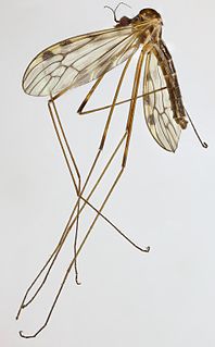 <i>Limonia flavipes</i> Species of fly