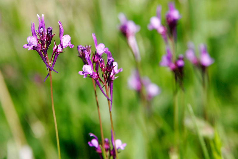 File:Linaria canadensis05.jpg