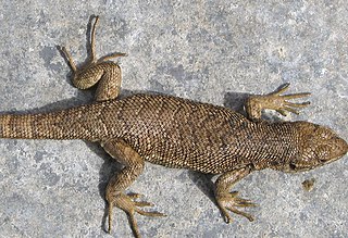 <i>Liolaemus bellii</i> Species of lizard