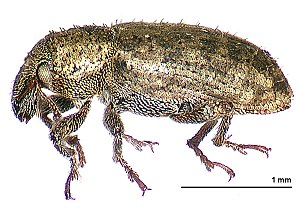 Listronotus bonariensis lateral.jpg