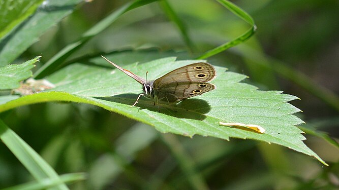 Little Wood Satyr (Megisto cymela)