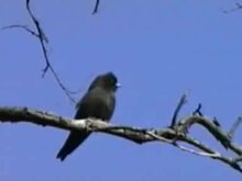 Fișier: Little Woodswallow adavale.ogv