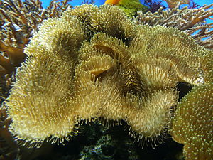 Sarcophyton sp.  with outstretched polyps