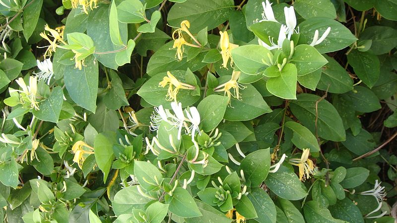 File:Lonicera japonica 1.jpg