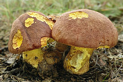 Luční - Boletus appendiculatus 01.jpg