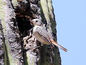 Leiothlypis Luciae: Descrizione, Biologia, Note