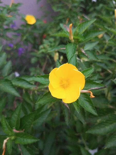 File:Ludwigia hexapetala.jpg