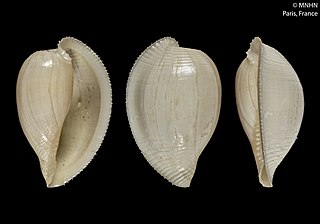 <i>Lunovula</i> Genus of gastropods