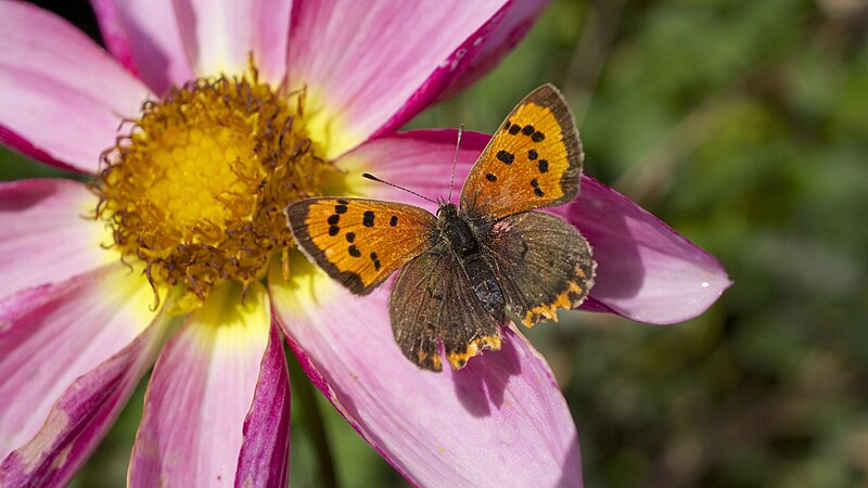 File:Lycaena phlaeas (10311710533).jpg