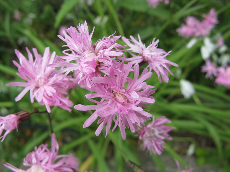 File:Lychnis flos-cuculi 'Jenny'2.jpg