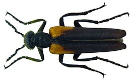 Lydus humeralis