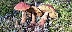 Männi-kuldpoorik Aureoboletus projectellus