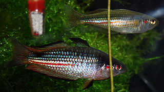 <i>Melanotaenia duboulayi</i> Species of fish