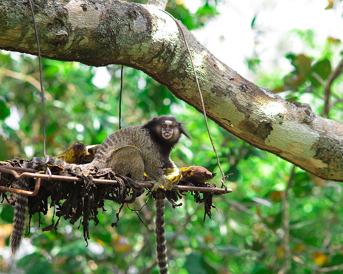 File:Macaco Sagui.jpg - Wikimedia Commons