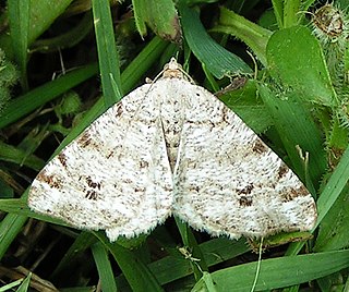 <i>Macaria pinistrobata</i> Species of moth