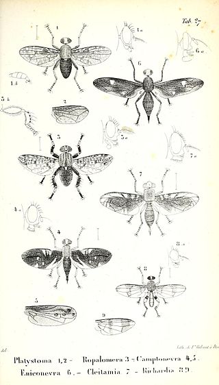 <span class="mw-page-title-main">Ropalomeridae</span> Family of flies