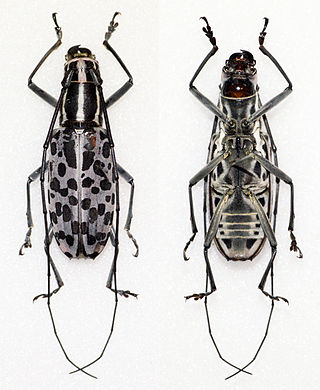 <i>Macrochenus</i> Genus of beetles