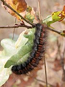 Chenille de Bombyx de la ronce sur du Chêne