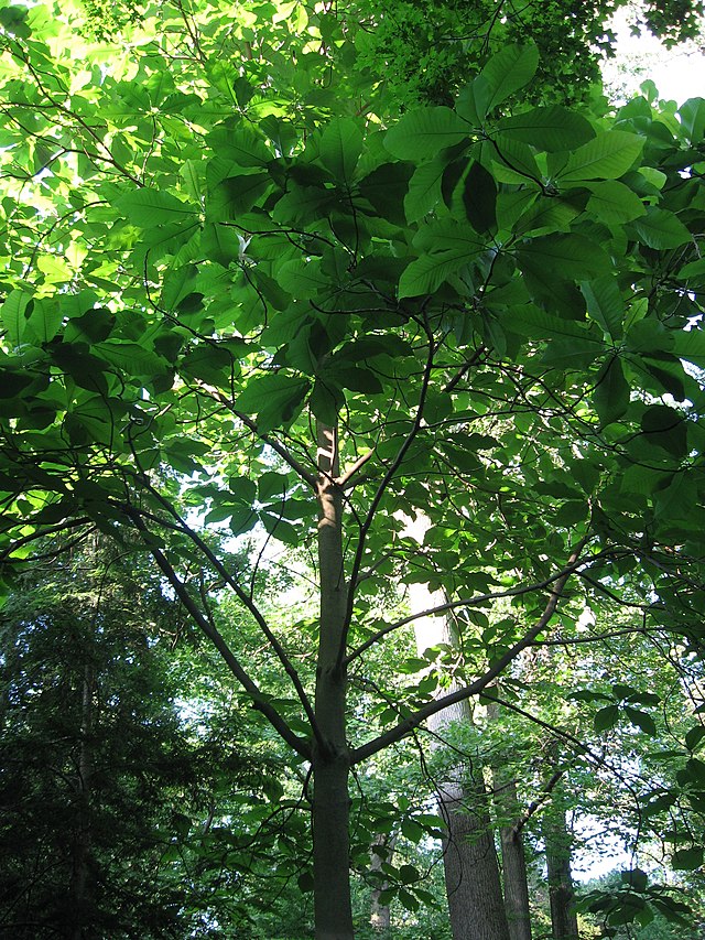 Description de l'image MagnoliaMacrophylla.jpg.