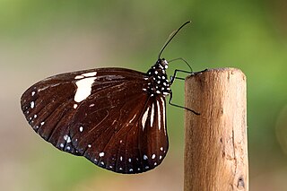 <i>Euploea radamanthus</i> Species of butterfly