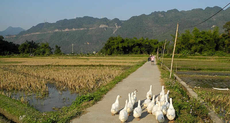 File:Mai Chau - Entenschar, Reisfelder.jpg