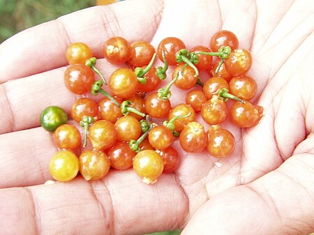 solanum nigrum edible leaves