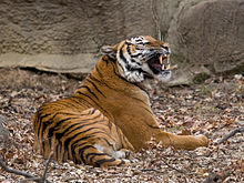 Малайський тигр в зоопарку Цінціннаті, США