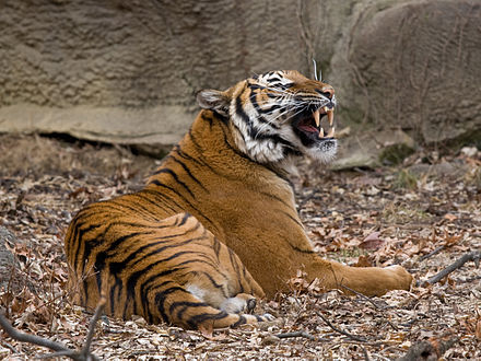 Животное начало. Panthera Tigris Jacksoni. Земляной тигр. Тигра Нигра. Малайский тигр.