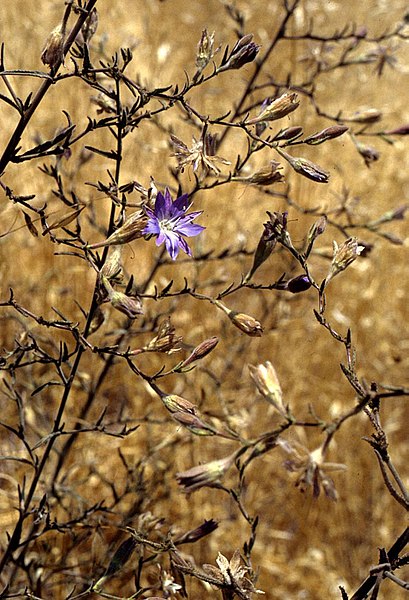 File:Malesherbia linearifolia.jpg