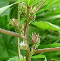 Malva parviflora in Antalya by David Merrick 05.jpg