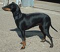 Miniatura para Manchester terrier