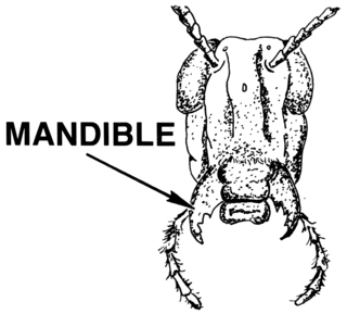 Die Mandibeln sind die typisch