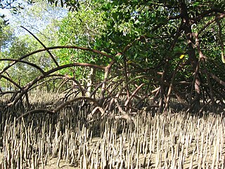 Mangrove architecture