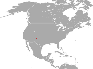 Manzano Mountain cottontail species of mammal