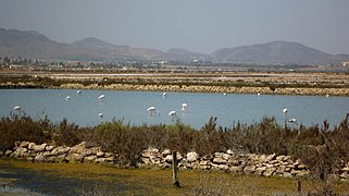 (Gewone) flamingo in de zoutmijnen van Marchamalo