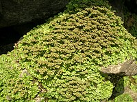 Marchantia linearis