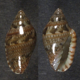 Marginella luculenta