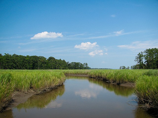 Salt marshes along Jamestown Island. The ample wetlands on the island proved to be a breeding ground for mosquitoes.