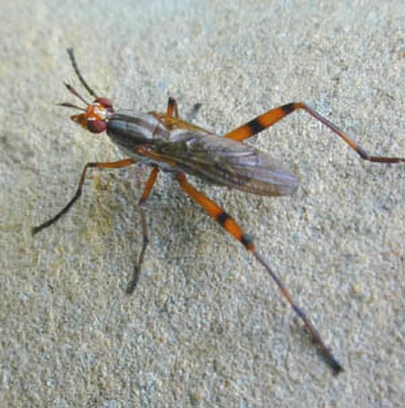 Acalyptratae