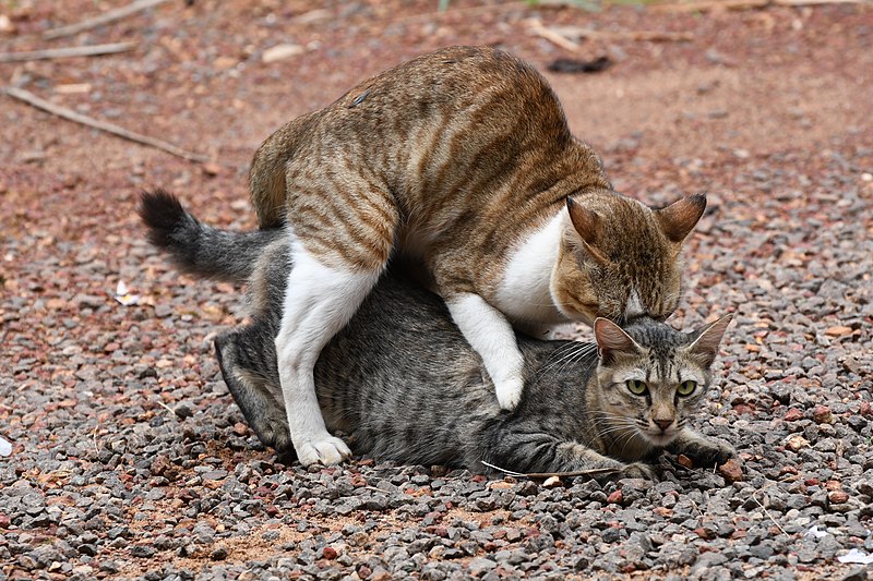 File:Mating Cats (Domestic cats) in Kannur.jpg