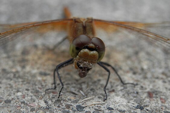 Dragonfly (Anisoptera) Eating a Moth