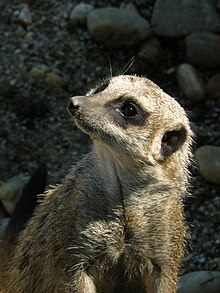 Meerkat portrait, Zoo, Budapest.jpg