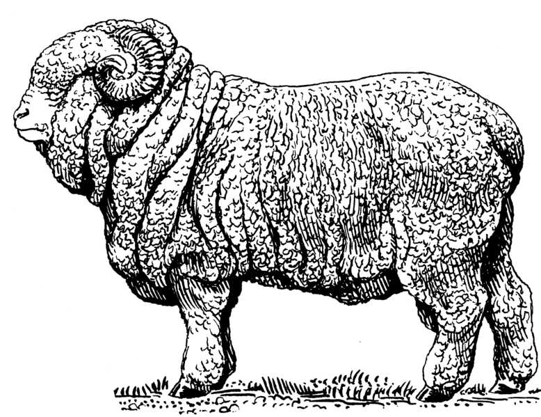 File:Merino Sheep (PSF).png