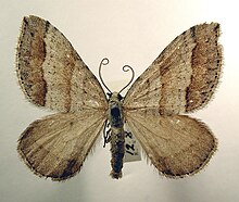 Mesotype parallelolineata.jpg