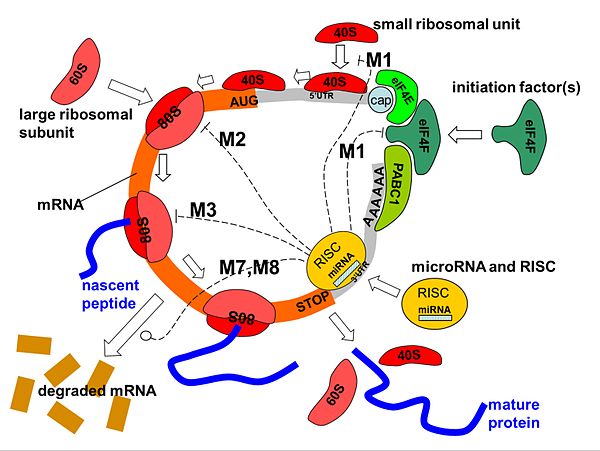Interaction of microRNA with protein translation process. Several translation repression mechanisms are shown: M1) on the initiation process, preventi