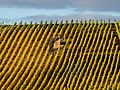 * Nomination Shed on a vineyard near Michelau in the Steigerwald --Ermell 08:33, 9 November 2020 (UTC) * Promotion  Support Good quality. --Augustgeyler 10:28, 9 November 2020 (UTC)