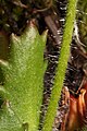 Saxifraga ferruginea