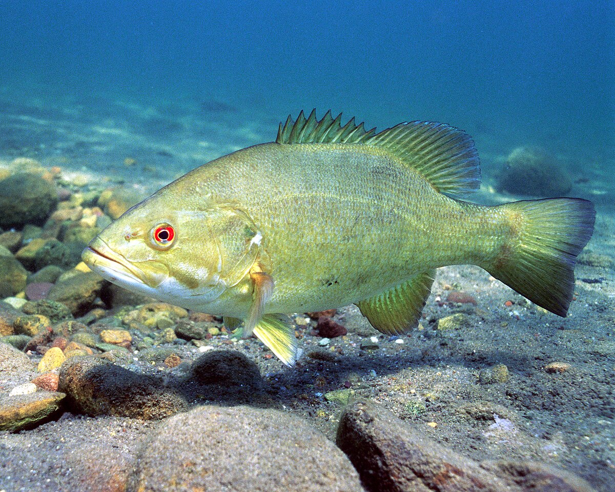 Smallmouth bass - Wikipedia